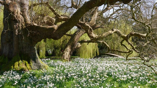 Daffodils under a plane tree in the gardens at Mottisfont, Hampshire